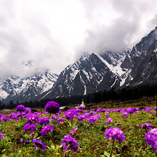 Yumthang-valley-full-of-flower-in-peak-season