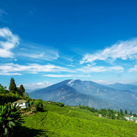 pelling-view